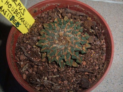 normal_Ariocarpus%20kotschoubeyanus%20var.%20elephantidens.jpg