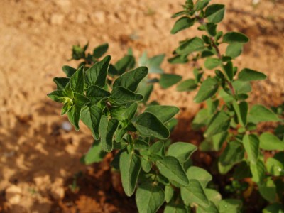normal_aromatica%7E0.jpg