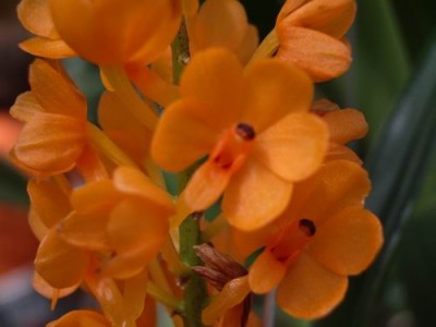 normal_ascocentrum%20miniatum.JPG
