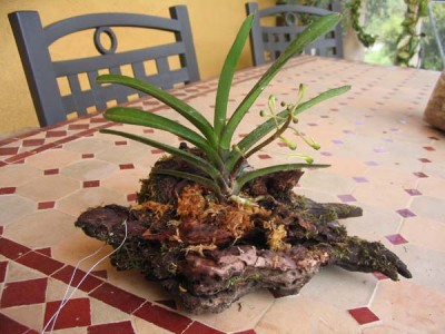 normal_Ascofinetia%20montada.jpg