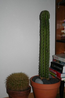 normal_asientosuegra%20y..%201.JPG
