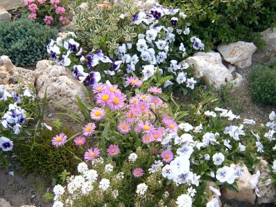 normal_aster_alpino.JPG