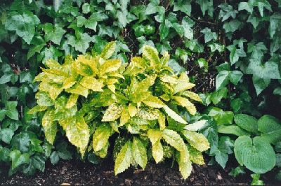normal_Aucuba%204%20Juny%2003%20junt%20Hosta%20fulla%20gran%20resurgint.jpg