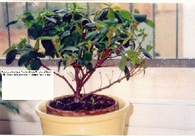 normal_Azalea%20compr%20Nov%2001florecida%20y%20estado%205%20Marzo%2002%20Muri%F3.jpg