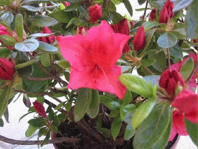 normal_Azalea%20Japonica.jpg