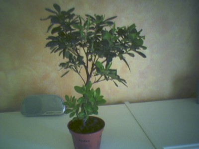normal_azalea1%7E1.jpg
