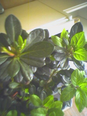 normal_azalea2%7E2.jpg