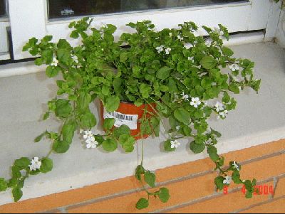 normal_Bacopa%20tal%20cual%20comprada%2007%2004%2004%20traspl%2009%2004%2004.jpg