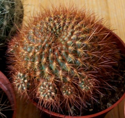 normal_BEGOcactus%20joamery.jpg