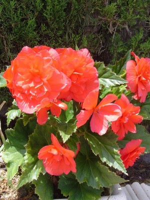 normal_Begonia%202.JPG