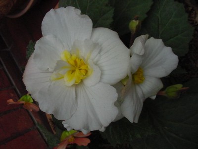 normal_BEGONIA%20BLANCA.JPG