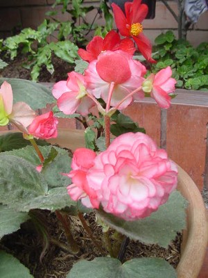 normal_BEGONIA%20FUCSIA.JPG