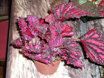 normal_Begonia%20rex1.jpg