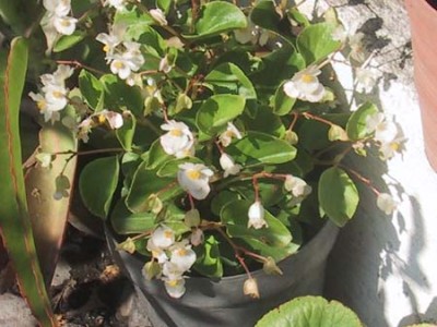 normal_begonia%7E1.jpg