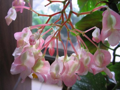 normal_begonia%7E3.JPG