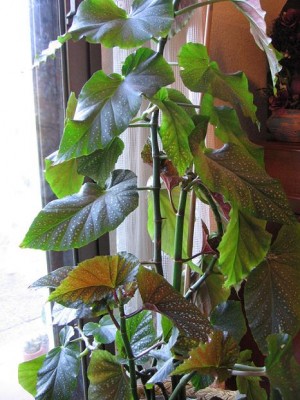 normal_begonia%7E4.JPG
