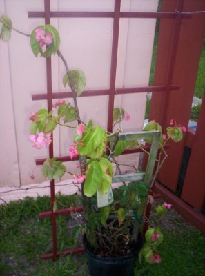 normal_Begonia6.JPG