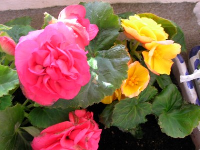 normal_Begonias%20%28cerca%29.jpg