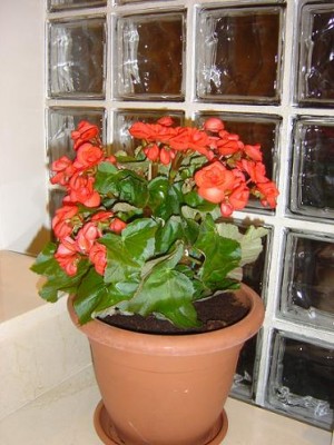 normal_begonias%201.jpg