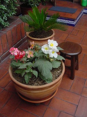 normal_BEGONIAS%20TUBEROSAS.JPG