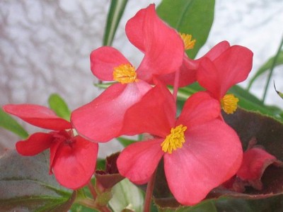 normal_begonias%7E0.JPG