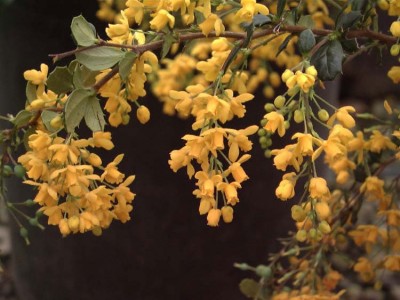 normal_berberis-darwinii_1.jpg