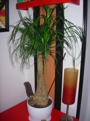 normal_beucarnea.JPG