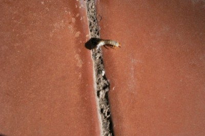 normal_bicho4webgra.JPG