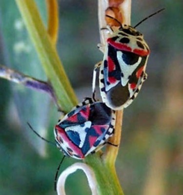 normal_bichossssssss7.jpg