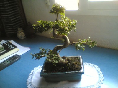 normal_bonsai%20amplio.jpg