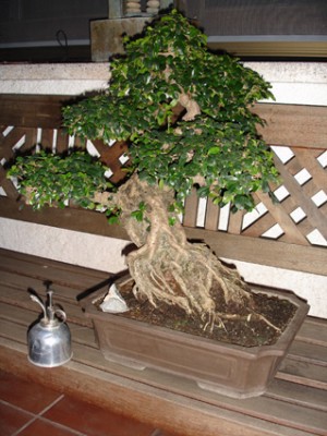 normal_Bonsai%20Valent%ED.jpg