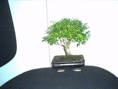 normal_bonsai%7E0.jpg