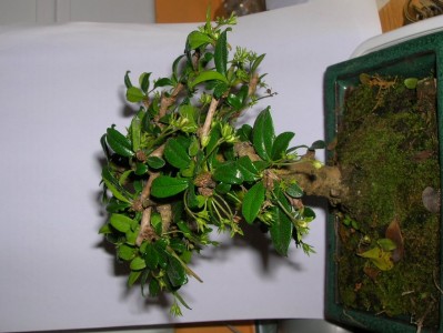 normal_bonsai%7E6.jpg