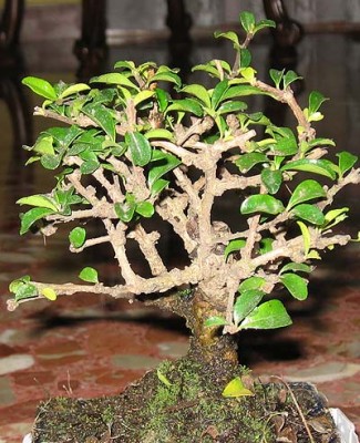 normal_bonsai1%7E1.jpg