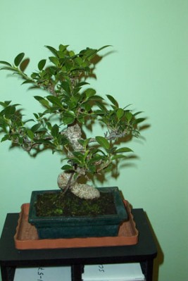 normal_bonsai1%7E2.jpg