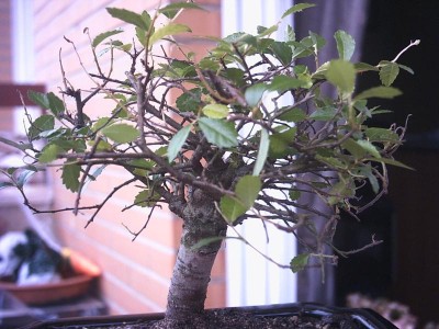 normal_bonsai1.JPG