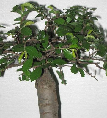 normal_bonsai2%7E0.jpg