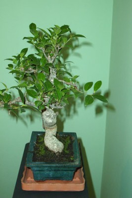 normal_bonsai2%7E1.jpg