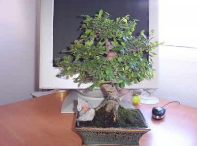 normal_bonsai2%7E3.jpg