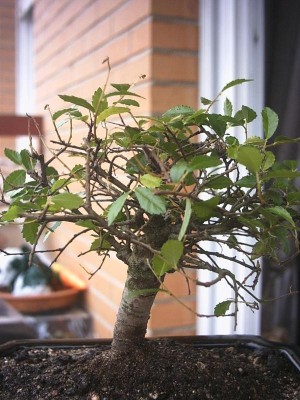 normal_bonsai2a.JPG
