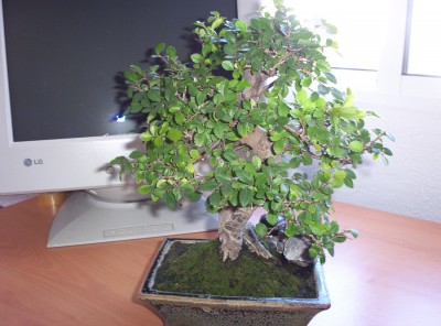 normal_bonsai3%7E0.jpg