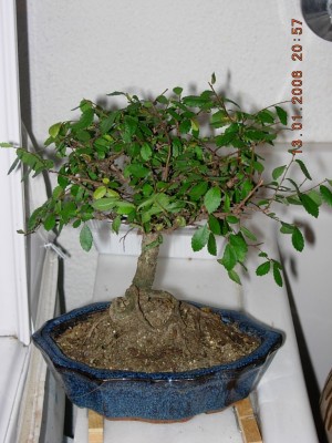 normal_Bonsai3.JPG