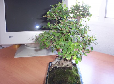normal_bonsai4%7E0.jpg