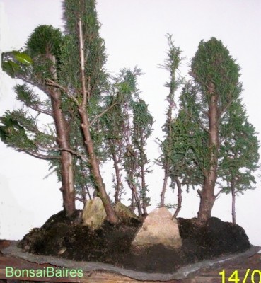 normal_bosque%20cipreces%2014-04-06.JPG