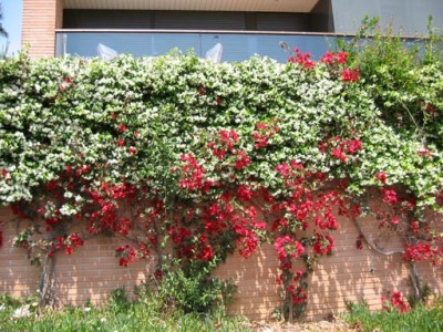 normal_bounganvillea.jpg