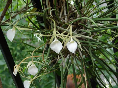 normal_Brassavola%20xaxim.JPG