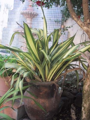 normal_bromelia1.jpg