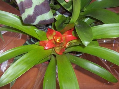 normal_bromelia3.JPG