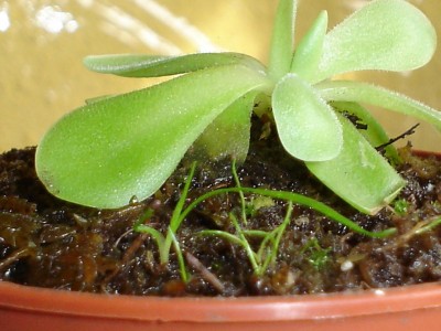 normal_BROTES220605.JPG