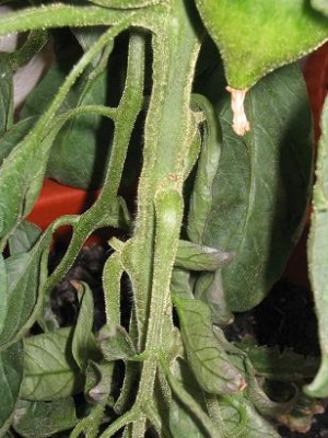 normal_brotes_podados.JPG